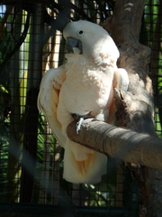 Cacatua moluccensis