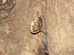 Scaptotrigona