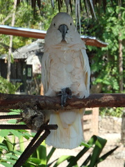 Cacatua moluccensis