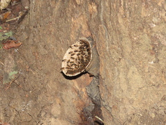 Scaptotrigona