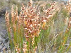 Elegia filacea