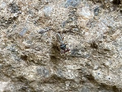 Sphyracephala beccarii