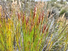 Elegia filacea