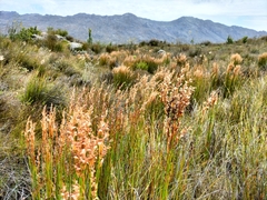 Elegia filacea