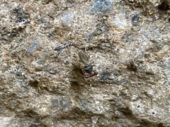 Sphyracephala beccarii