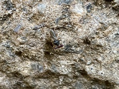 Sphyracephala beccarii