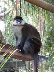 Cercopithecus ascanius