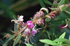 Pleurophora saccocarpa