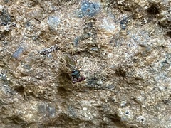 Sphyracephala beccarii