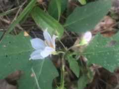 Solanum carolinense
