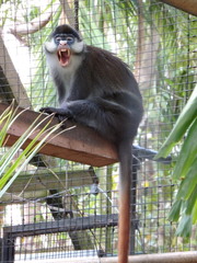 Cercopithecus ascanius