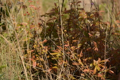 Ochna confusa
