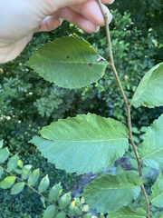 Ulmus americana