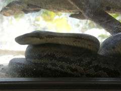 Chilabothrus strigilatus