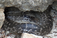 Chilabothrus strigilatus