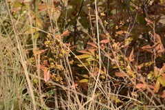 Ochna confusa