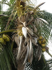 Cocos nucifera