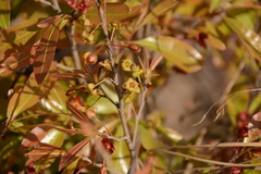 Ochna confusa