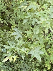 Liquidambar styraciflua