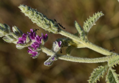 Cullen australasicum