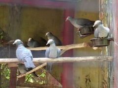 Patagioenas leucocephala