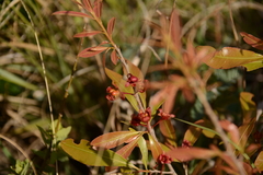 Ochna confusa