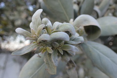 Conocarpus erectus