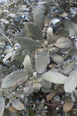Conocarpus erectus