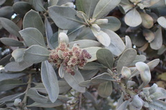 Conocarpus erectus