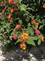 Lantana