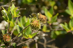 Cephalanthus natalensis