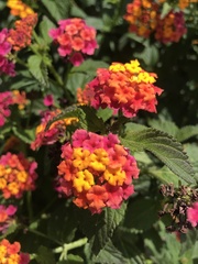 Lantana
