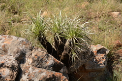 Xerophyta purpurascens