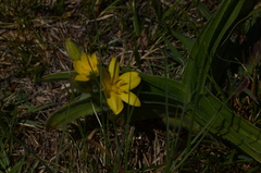 Hypoxis obtusa