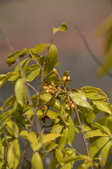 Ochna holstii