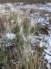 Hordeum jubatum