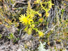 Cullumia setosa