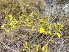 Cullumia setosa