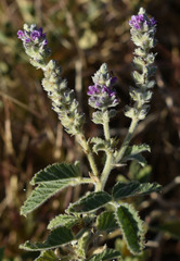 Cullen australasicum