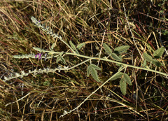 Cullen australasicum