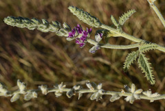 Cullen australasicum