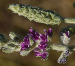 Cullen australasicum