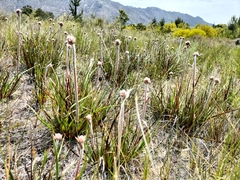 Dilatris pillansii