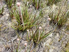 Dilatris pillansii