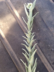 Encelia resinifera