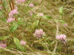 Gomphrena pulchella