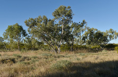 Eucalyptus leucophylla