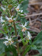 Rampion (Phyteuma)