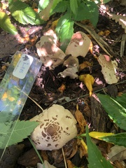 Chlorophyllum molybdites