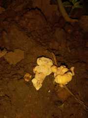 Sebacina sparassoidea